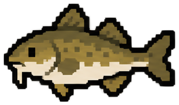Atlantic Cod