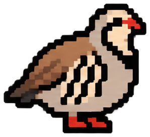 Chukar Partridge