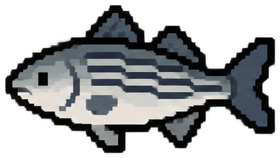 Striped Bass